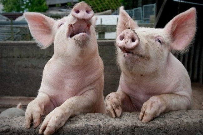 laughing pigs