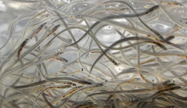 Left Cool With Murdering Human Babies, but Get Sad About Death of Baby Eels