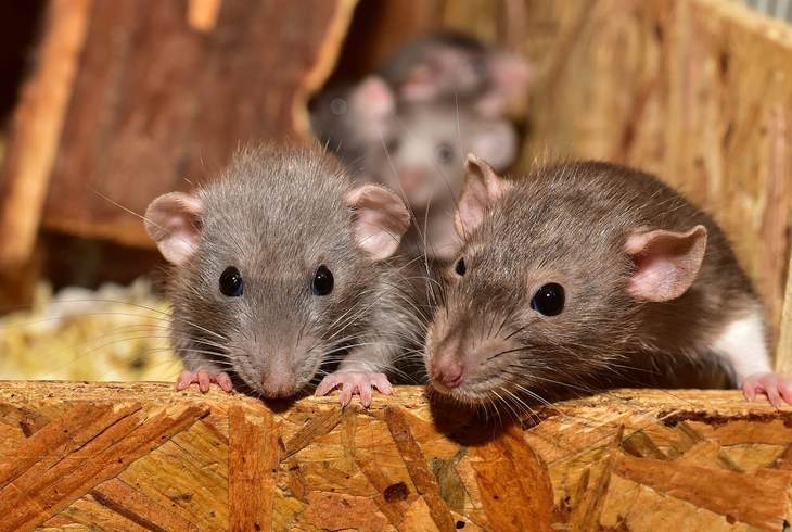 Yes, Baltimore Is that Bad: PBS Specials and News Reports Show Just How Serious the Rat Infestation Is